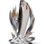 River Science eBook by Skyhorse Kindle Book Ecology Guide-0